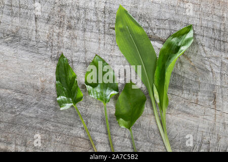 Vergleich Bärlauch (rechts) und Aronstab (links). Bär-Lauch, Blätter, Blatt, Allium ursinum, Ramsons, legno di aglio, Wood-Garlic. Gefleckter Aronstab, B Foto Stock