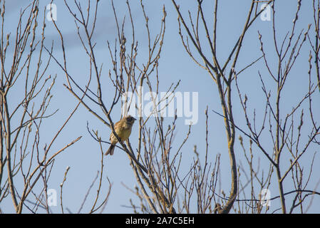 Zigolo giallo (Emberiza citrinella) femmina bird, seduto sul ramo di bush. Birdwatching in Lubana, Lettonia. Foto Stock