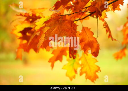 Golden alberi e prato allagato nella foresta di autunno Foto Stock