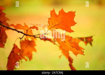 Golden alberi e prato allagato nella foresta di autunno Foto Stock