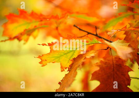 Golden alberi e prato allagato nella foresta di autunno Foto Stock