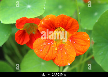 Arancio brillante Nasturtium Fiori Foto Stock