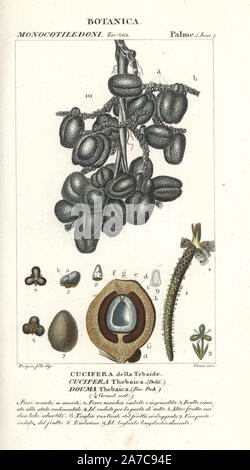 Doum palm o albero di panpepato, Hyphaene thebaica nativo del Nilo. Handcolored calcografia incisione imbianchini da Jussieu's 'dictionary di scienze naturali", Firenze, Italia, 1837. Incise dai corsi, disegnata da Pierre Jean-Francois Turpin junior e pubblicato da Batelli e figli. Turpin (1775-1840) è considerato uno dei più grandi francese illustratori botanici del XIX secolo. Foto Stock