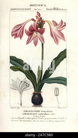 Rosa, amaryllis Hippeastrum reticulatum, originario del Sud America. Handcolored calcografia incisione imbianchini da Jussieu's 'dictionary di scienze naturali", Firenze, Italia, 1837. Incise dai corsi, disegnata da Pierre Jean-Francois Turpin, e pubblicato da Batelli e figli. Turpin (1775-1840) è considerato uno dei più grandi francese illustratori botanici del XIX secolo. Foto Stock