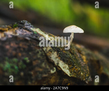 La porcellana di funghi (Oudemansiella mucida) su un faggio log in una foresta. Foto Stock