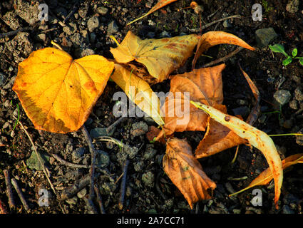 Foglie di autunno formano un disegno piacevole sul terreno Foto Stock