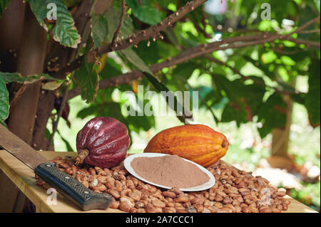 Rosso e giallo baccelli di cacao con i semi secchi sulla pianta di cacao Foto Stock