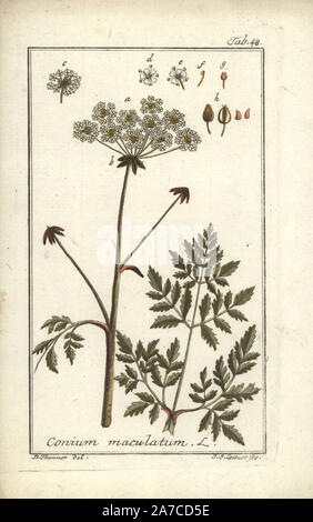 Poison hemlock, Conium maculatum. Handcolored incisione su rame di J.S. Leitner a partire da un disegno di B. Thanner da Johannes Zorn "Icones plantarum medicinalium", Germania, 1796. Zorn (1739-99) è stato un farmacista tedesco e botanico che ha viaggiato in tutta Europa alla ricerca di piante medicinali. Foto Stock