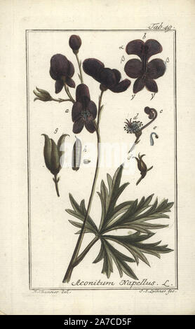 Monkshood, Aconitum napellus. Handcolored incisione su rame di J.S. Leitner a partire da un disegno di B. Thanner da Johannes Zorn "Icones plantarum medicinalium", Germania, 1796. Zorn (1739-99) è stato un farmacista tedesco e botanico che ha viaggiato in tutta Europa alla ricerca di piante medicinali. Foto Stock