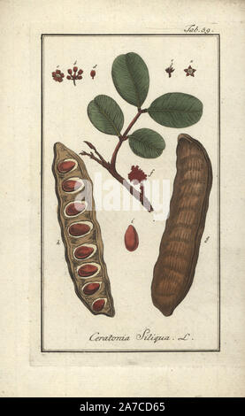 Il Carrubo o St John's-pane, Ceratonia siliqua. Handcolored incisione su rame da Johannes Zorn "Icones plantarum medicinalium", Germania, 1796. Zorn (1739-99) è stato un farmacista tedesco e botanico che ha viaggiato in tutta Europa alla ricerca di piante medicinali. Foto Stock