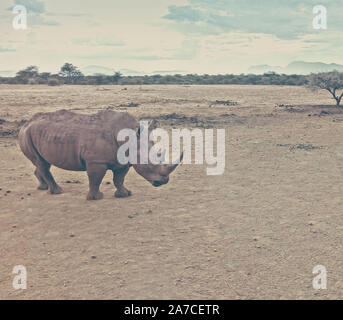 Il rinoceronte nero in habitat naturale in Namibia Foto Stock