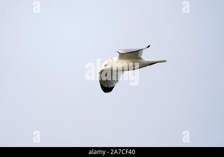 Anello-fatturati gabbiano (Larus delawarensis) in volo sopra il lago Chapala, Chapala, Jocotopec, Jalisco, Messico Foto Stock