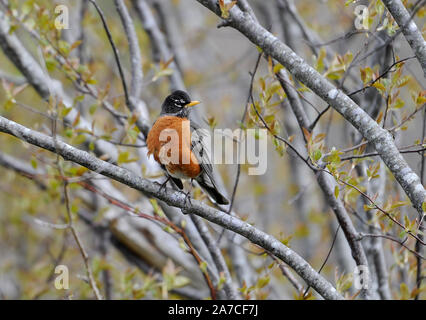 American Robin (Turdus migratorius) arroccato nella struttura ad albero, Francese Bacino Trail, Annapolis Royal Nova Scotia, Canada, Foto Stock
