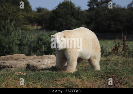 Maschio di Orso Polare, Nissan (Ursus maritimus) Foto Stock