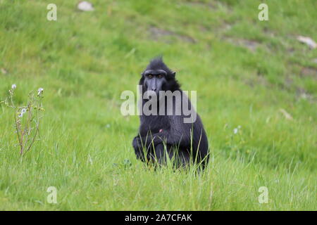 Sulawesi femmina Crested macaco Jasmine (Macaca nigra) Foto Stock