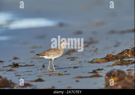 Willet (Catoptrophorus semipalmatus) foraggio sulla spiaggia spiaggia di ciliegio, Nova Scotia, Canada Foto Stock