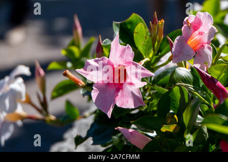 Bellissimi fiori nel giardino a Menaggio - lago di Como in Italia Foto Stock