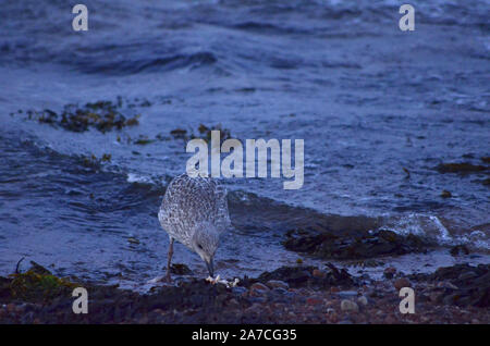 Gabbiano comune ( Larus argentatus ) al punto Channonry in Moray Firth Scotland Regno Unito Foto Stock