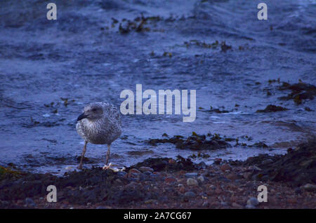 Gabbiano comune ( Larus argentatus ) al punto Channonry in Moray Firth Scotland Regno Unito Foto Stock