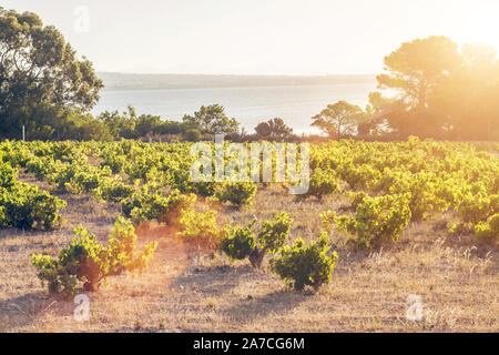 Vigneto in prospettiva al tramonto, uva farm Foto Stock