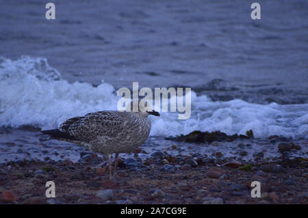 Gabbiano comune ( Larus argentatus ) al punto Channonry in Moray Firth Scotland Regno Unito Foto Stock