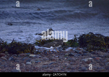 Turnstones ( Arenaria interpres ) sulla spiaggia di Channonry punto sulla Black Isle di Inverness-shire Scotland Regno Unito Foto Stock