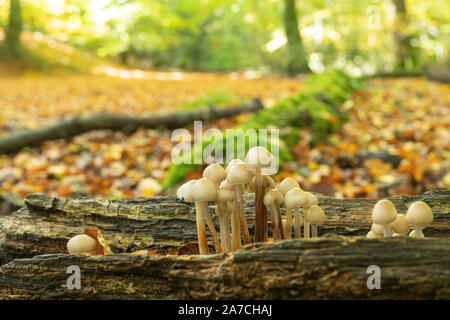 Intrico di funghi su un marciume log in autunno habitat boschivo a Burnham Beeches, REGNO UNITO Foto Stock