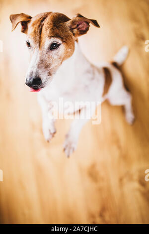 Jack Russell Terrier si erge sulle zampe posteriori - un divertente gioco di cane - chiede un trattamento Foto Stock