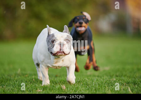 Bulldog francese inseguito da Doberman cucciolo Foto Stock