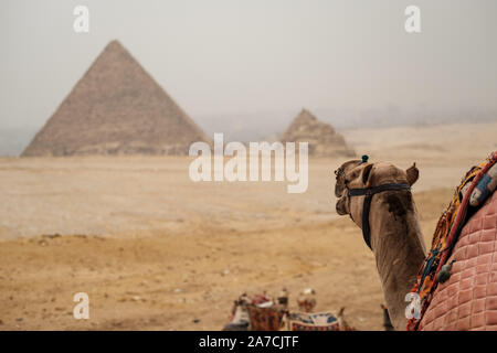 Un cammello rende il cammino verso le piramidi di Giza, il Cairo, Egitto Foto Stock