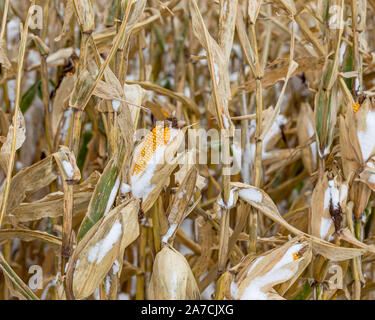 Spiga del granoturco con chicchi coperto di neve sul cornstalk in cornfield. Inizio inverno tempesta di neve in central Illinois arrestato stagione di raccolto Foto Stock