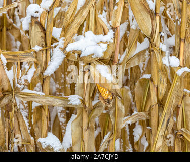 Spiga del granoturco con chicchi coperto di neve sul cornstalk in cornfield. Inizio inverno tempesta di neve in central Illinois arrestato stagione di raccolto Foto Stock