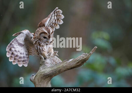 Allocco Strix aluco in volo in un bosco, East Yorkshire, Regno Unito. Foto Stock