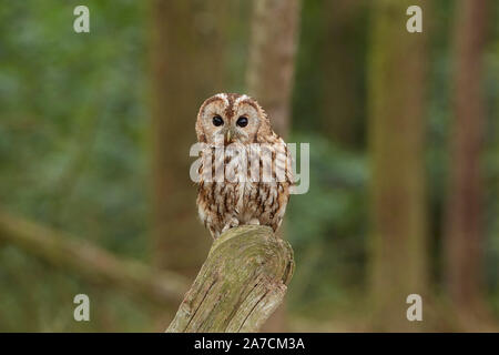 Allocco Strix aluco in un bosco, East Yorkshire, Regno Unito Foto Stock