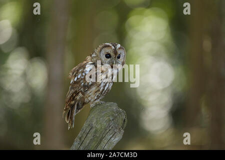 Allocco Strix aluco in un bosco, East Yorkshire, Regno Unito Foto Stock