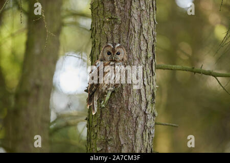 Allocco Strix aluco in un bosco, East Yorkshire, Regno Unito Foto Stock