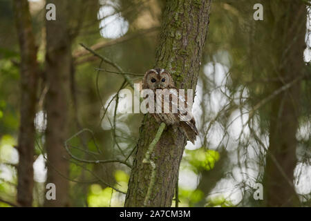 Allocco Strix aluco in un bosco, East Yorkshire, Regno Unito Foto Stock