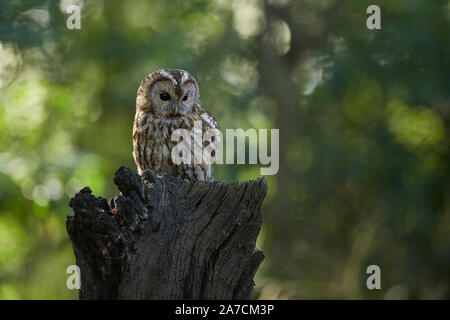 Allocco Strix aluco in un bosco, East Yorkshire, Regno Unito Foto Stock