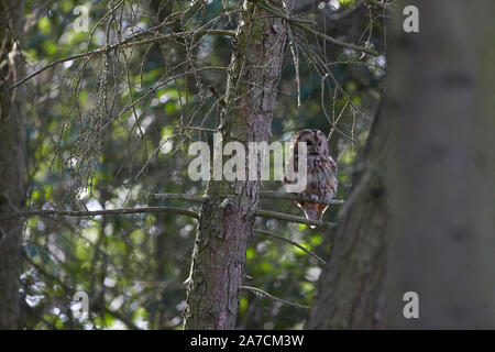 Allocco Strix aluco in un bosco, East Yorkshire, Regno Unito Foto Stock