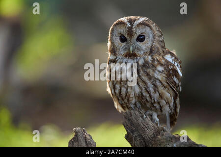 Allocco Strix aluco in un bosco, East Yorkshire, Regno Unito Foto Stock