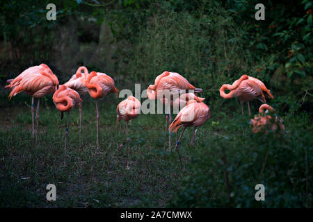 Flamingo uccelli in un gruppo in appoggio al di fuori dell'acqua con un bel fogliame verde sfondo nel loro ambiente e dintorni. Foto Stock