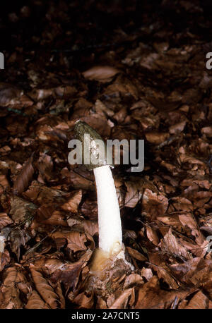 Funghi; STINKHORN fungo; PHALUS IMPUDICUS (emergente dalla 'egg') Foto Stock