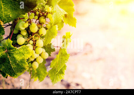 La vendemmia delle uve in Italia Foto Stock