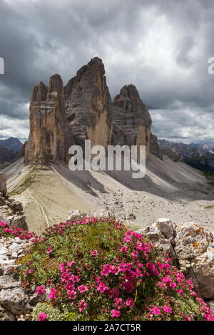 Potentilla nitida fiori. Tre Cime di Lavaredo picchi di montagna. Le Tre Cime di Lavaredo Nature Park. Paesaggio di montagna delle Dolomiti. L'Italia. Foto Stock