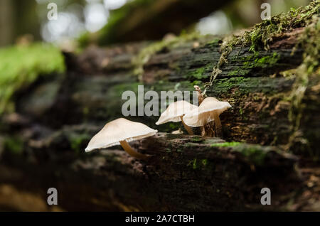 Close-up di macro immangiabile Mycena funghi, comune cofano, Mycena galericulata funghi durante l'autunno in una foresta in Germania, Europa occidentale Foto Stock