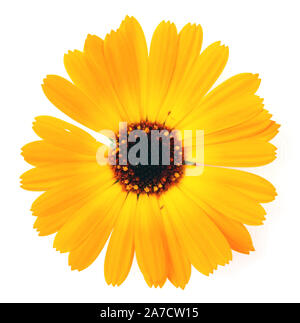 Splendida fioritura tagete giallo su sfondo bianco. Calendula officinalis. Foto Stock