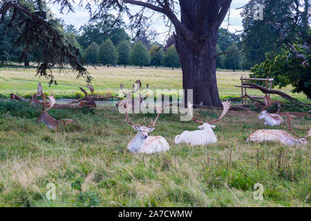 Un allevamento di daini in appoggio all'ombra a Charlecote Park, un sedicesimo secolo country house nel Warwickshire, Inghilterra, Regno Unito Foto Stock