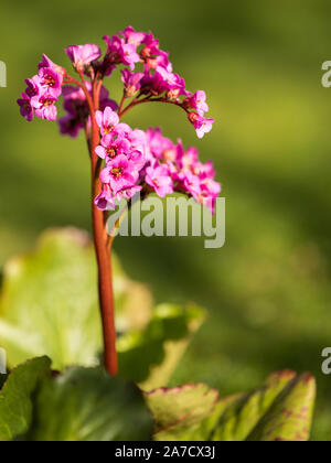 Fiore Bergenia close-up fioritura viola verde con uno sfondo morbido Foto Stock