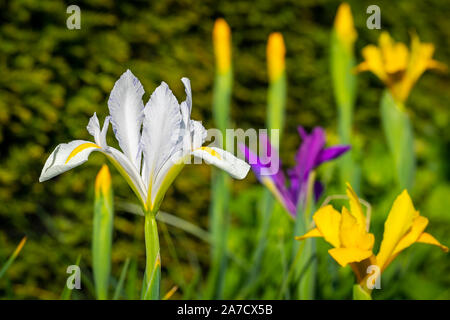 Iride fiori pieno fiore bloom flora viola bianco e giallo su sfondo verde Foto Stock