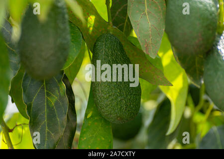 Coltivazione sulle aziende agricole di gustoso hass gli avocado, organico piantagioni di avocado in Costa Tropical, Andalusia, Spagna close up Foto Stock